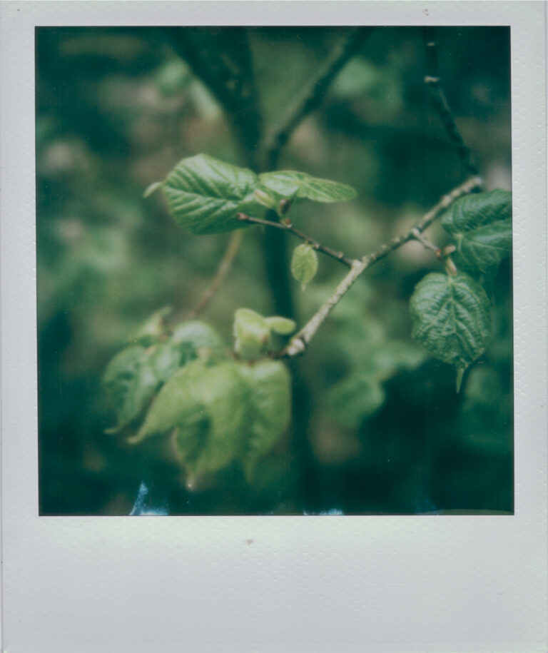 Testing SX-70